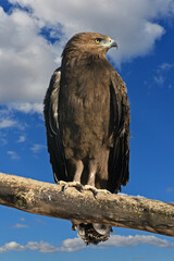 Lesser spotted eagle (Aquila pomarina)