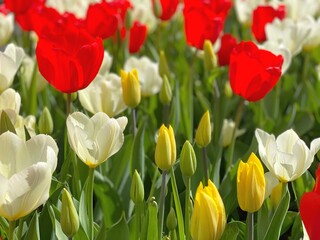 Obraz premium Tulips flowers on flowerbed. Red, white and yellow tulips in spring garden. Colorful spring tulips.