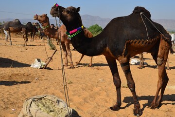 Decorated and shaved camels at Pushkar Camel Fair