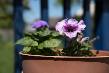 Purple Petunia flowers in a plastic pot; blue painted deck rail in background