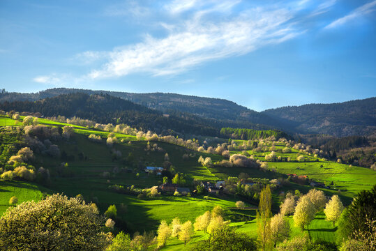 Amazing view on the village called Hrinova. Beautiful nature. Spring scenery. Blooming trees. 