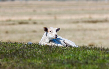 Junges Lamm auf Wiese liegend
