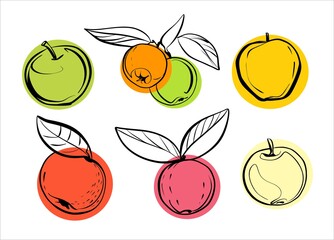 A set of different varieties of apples with and without leaves. Illustration, sketch in a linear style with colored circles.