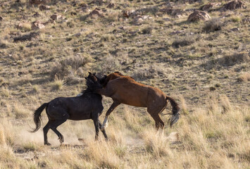 Obraz na płótnie Canvas Wild horse Stallions Fighting in the Utah Desert