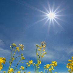 closeup yellow rape field in light of sparkle sun, agricultural background, countryside rural scene