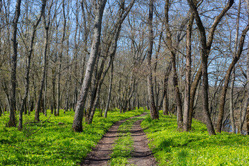 Fototapeta na wymiar rural ground road through the green forest, spring travel background