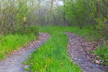 ground road through the forest glade with green grass