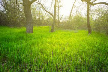 Fototapeta na wymiar green forest glade in light of sparkle sun