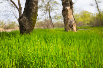 closeup green forest glade, beautiful spring natural background