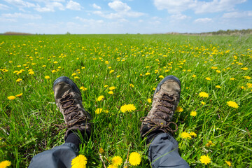 closeup hikers feet in prairie with dandelion flowers, natural travel  background