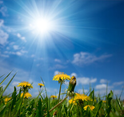 green glade with yellow dandelions under a sparkle sun, rural spring background