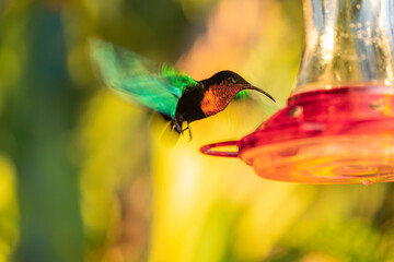 vol de colibri