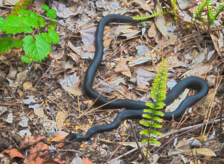 HDR SOUTHERN BLACK RACER SNAKE 2