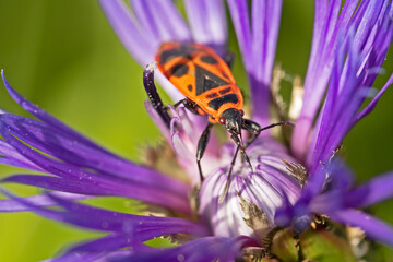 pyrrhocore ou gendarme en gros plan sur une fleur