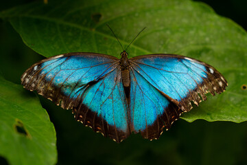Blauer Schmetterling 