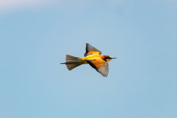 European bee-eater, Merops Apiaster, in flight in Donana National Park, Huelva, Spain