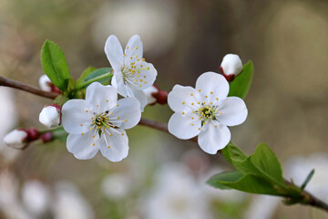 Plum blossom in spring garden on blurred background. White flowers with leaves on a branch
