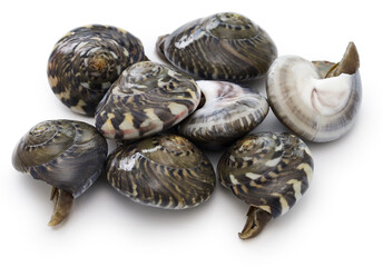 Nagarami, Japanese sea snail