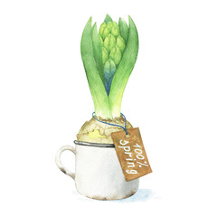 Hand painted watercolor clipart isolated Hyacinth in a cup