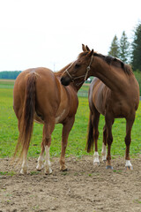 two horses with no name 001