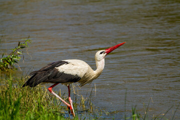 Stork while drinking
