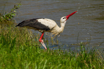 Stork while drinking
