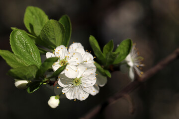 Fototapeta premium Cherry blossom in spring garden on blurred background. White flowers with young leaves on a branch