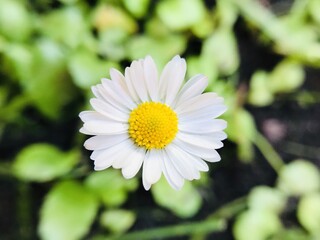 Fiore Margherita