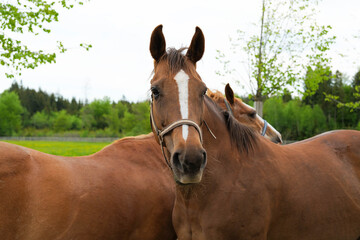 2 horses 