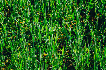 Fresh green grass. Winter wheat background in the field