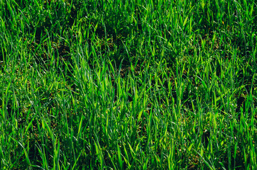 Fresh green grass. Winter wheat background in the field
