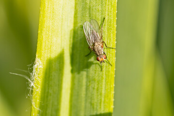 mouche sur une fleur en gros plan	
