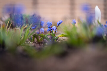 Naklejka premium Small blue decorative bluebell flowers grow in home flower bed