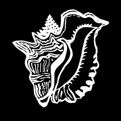 Vector hand drawn seashell in live line style white ink on black background. Doodle freehand sketch design element for logo, poster, postcards. 