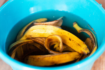 Preparation of organic fertilizer from banana peel soaked in water