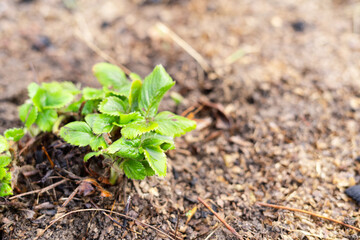 Strawberry seedlings grow in the home garden