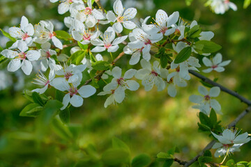 cherry plum blooms in early spring on a sunny day.