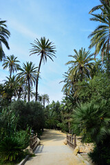 Fototapeta na wymiar Strolling through the park surrounded by palm trees