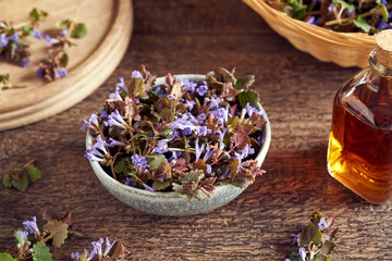 Obraz na płótnie Canvas Fresh ground-ivy plant in a bowl on a table