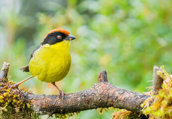 PAJARO