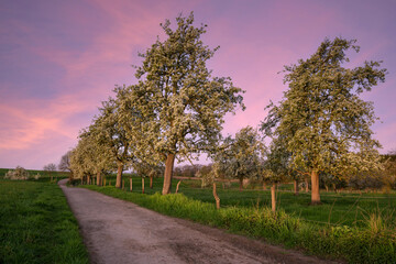 Meadow orchard with blossoming trees, Bergisches Land, Germany