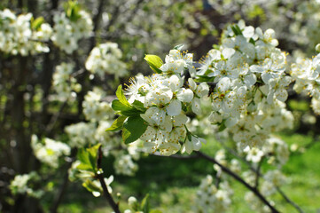 Blooming cherry flowers. White flowers on a blurred background. Early spring, flowering.