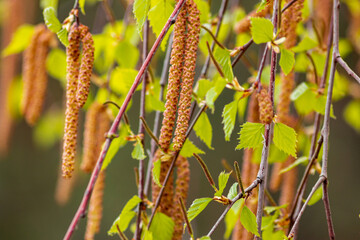 Beautiful flowers in close-up, with background