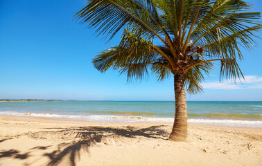 Naklejka na ściany i meble Coconut palm tree on an empty tropical beach, Sri Lanka.