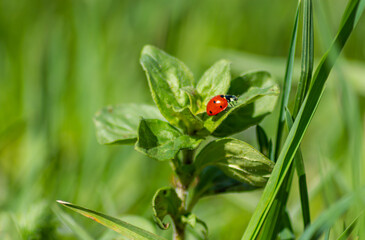 Beautiful flowers in close-up, with background