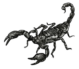 Scorpio, insect, spider, Scorpio is the eighth sign of the zodiac. A poisonous animal. a dangerous insect. Black and white drawing on a white background. Print on a T-shirt, a picture on the wall.