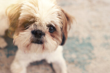 image of cute shi tzu dog in the room. warm and cozy morning at home