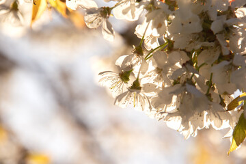 Beautiful blooming trees. Spring time. Lovely flowers. 