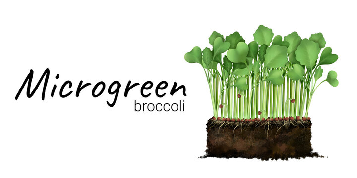 Cultivation of microgreen broccoli, young sprout, cabbage seeds in the ground, plant roots, soil. vegan healthy food Process of seed germination Realistic freehand drawing isolated on white background