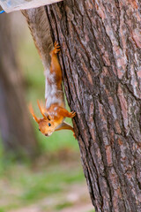 Squirrel in the park looking for food